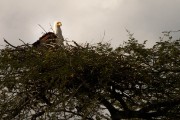 Fish eagle on a nest : 2014 Uganda